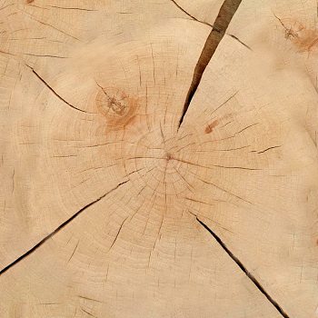 粗糙原木烂木头旧木头 年轮木桩 (2)