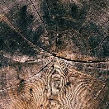 破旧粗糙原木老木头树桩年轮 (2)