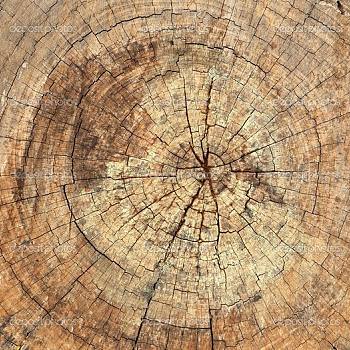 破旧粗糙原木老木头树桩年轮 (4)