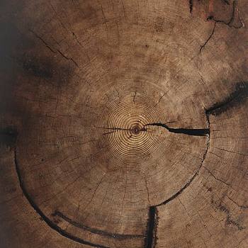 破旧粗糙原木老木头树桩年轮 (6)
